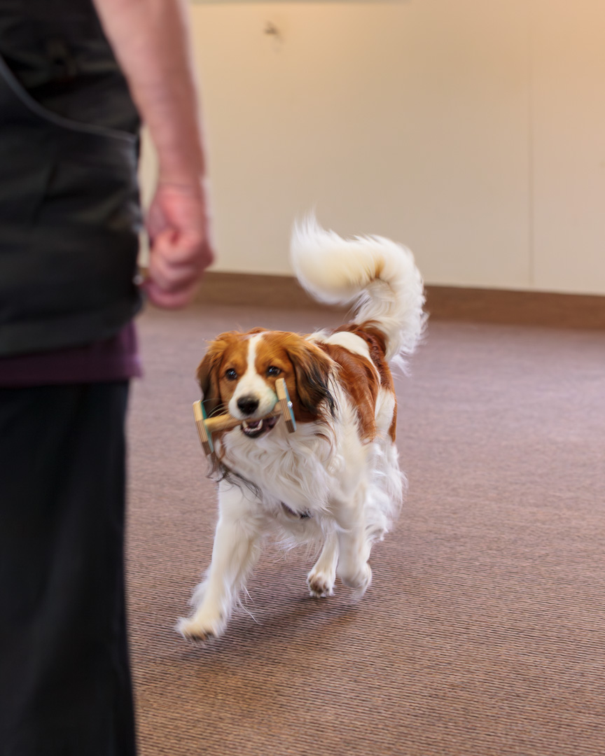 Hallå Hund